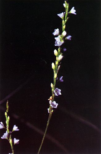 Persicaria punctata